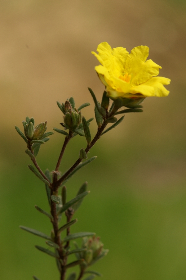 Hibbertia crinita